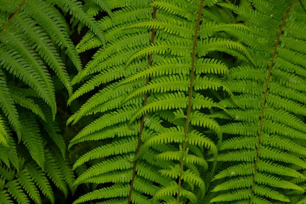 Comment la pandémie a-t-elle modifié nos habitudes de travail ?